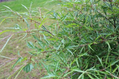 Fagus sylvatica 'Mercedes' - buk lesní - jarní větévky
